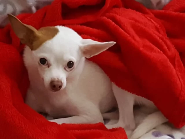Jack Russell Chihuahua mix (Jack Chi) curled in a red blanket.