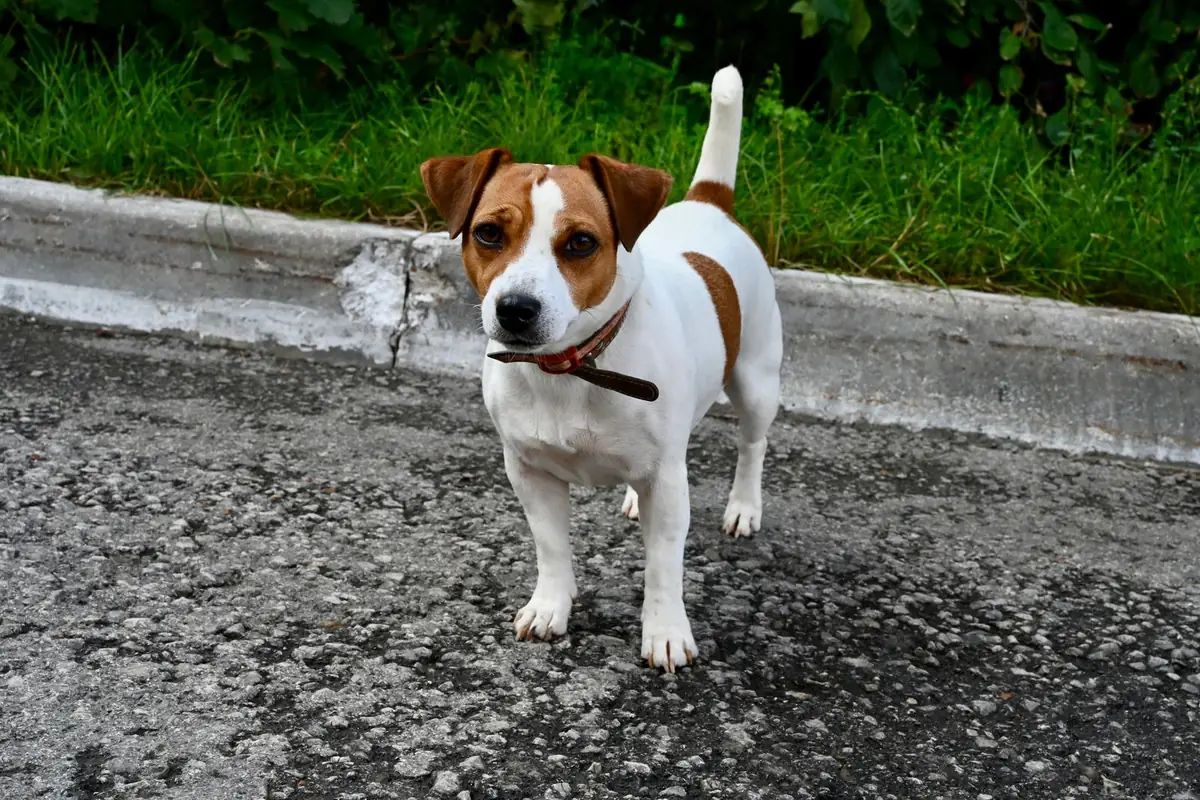 Jack Russell Terrier, one of the Jack Chi parent breeds.