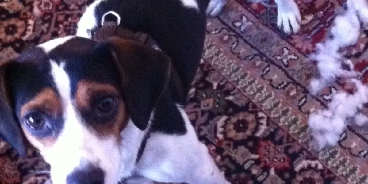 Jackabee puppy with tricolour markings resting on a rug.