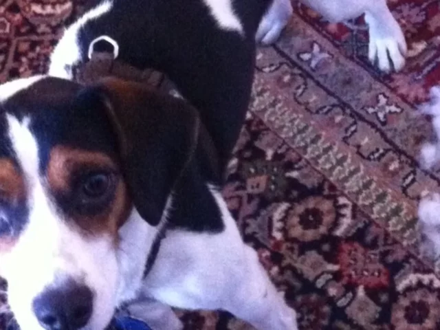 Jackabee puppy with tricolour markings resting on a rug.