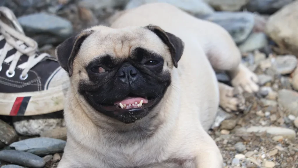 Adult Pug, one of the two parent breeds of the Husky Pug mix.
