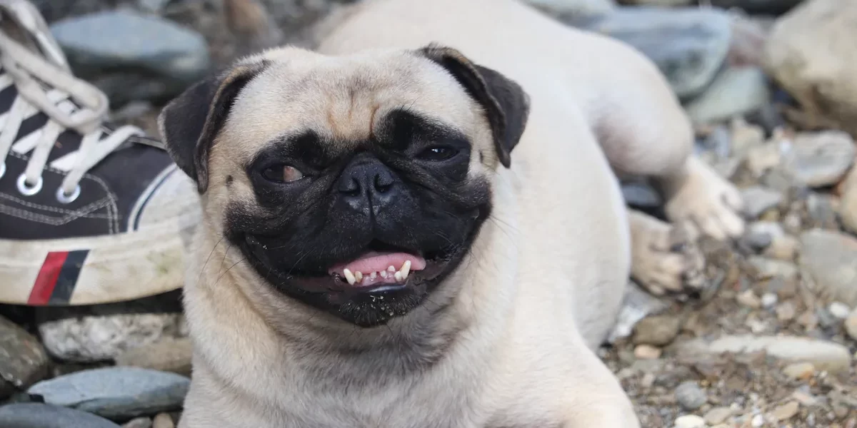 Adult Pug, one of the two parent breeds of the Husky Pug mix.
