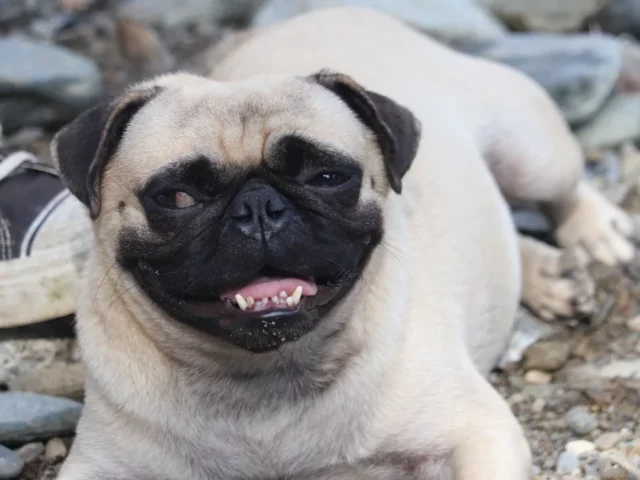 Adult Pug, one of the two parent breeds of the Husky Pug mix.