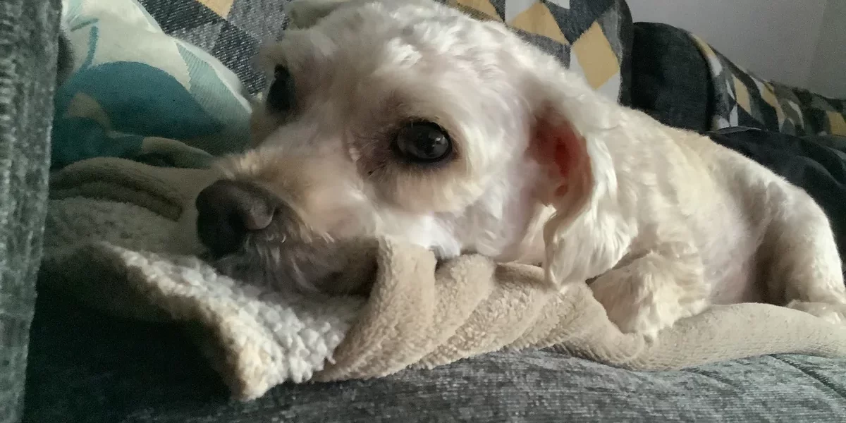 Yorkie Bichon mix resting its head on a blanket on a sofa.