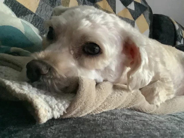 Yorkie Bichon mix resting its head on a blanket on a sofa.